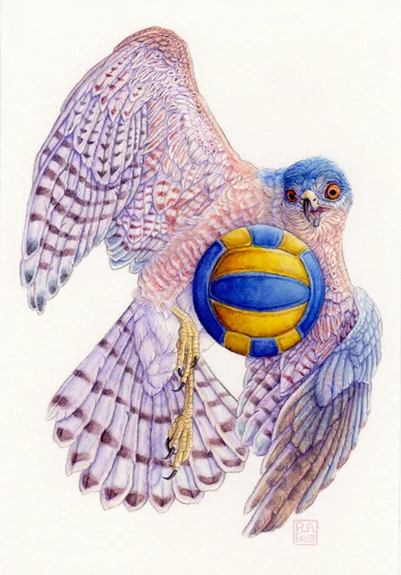 Sharp-Shinned Hawk