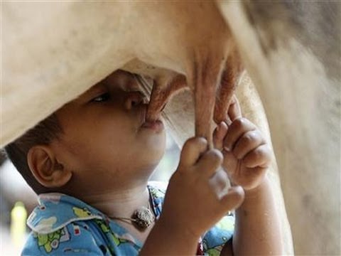 child drinking from cow.jpg