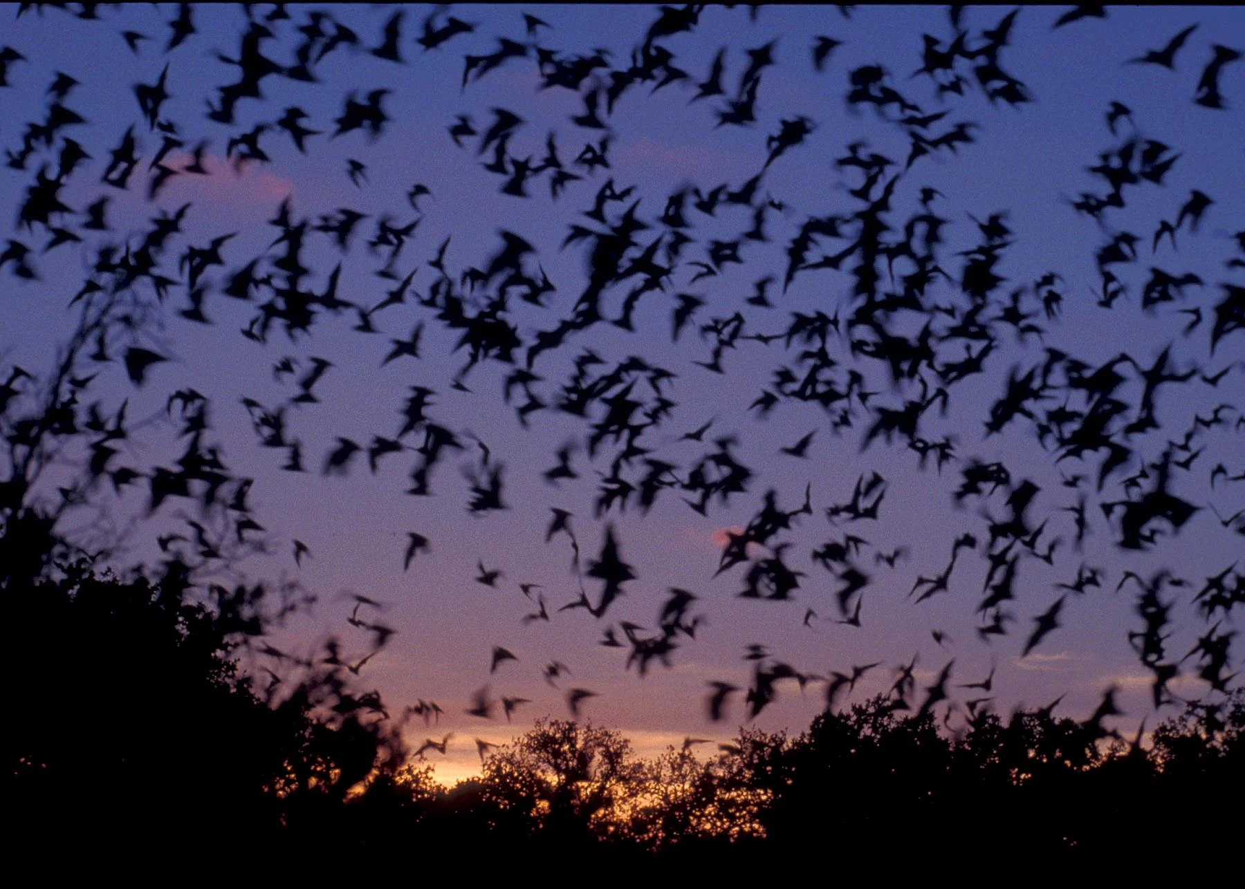 mexican-free-tailed-bat.jpg