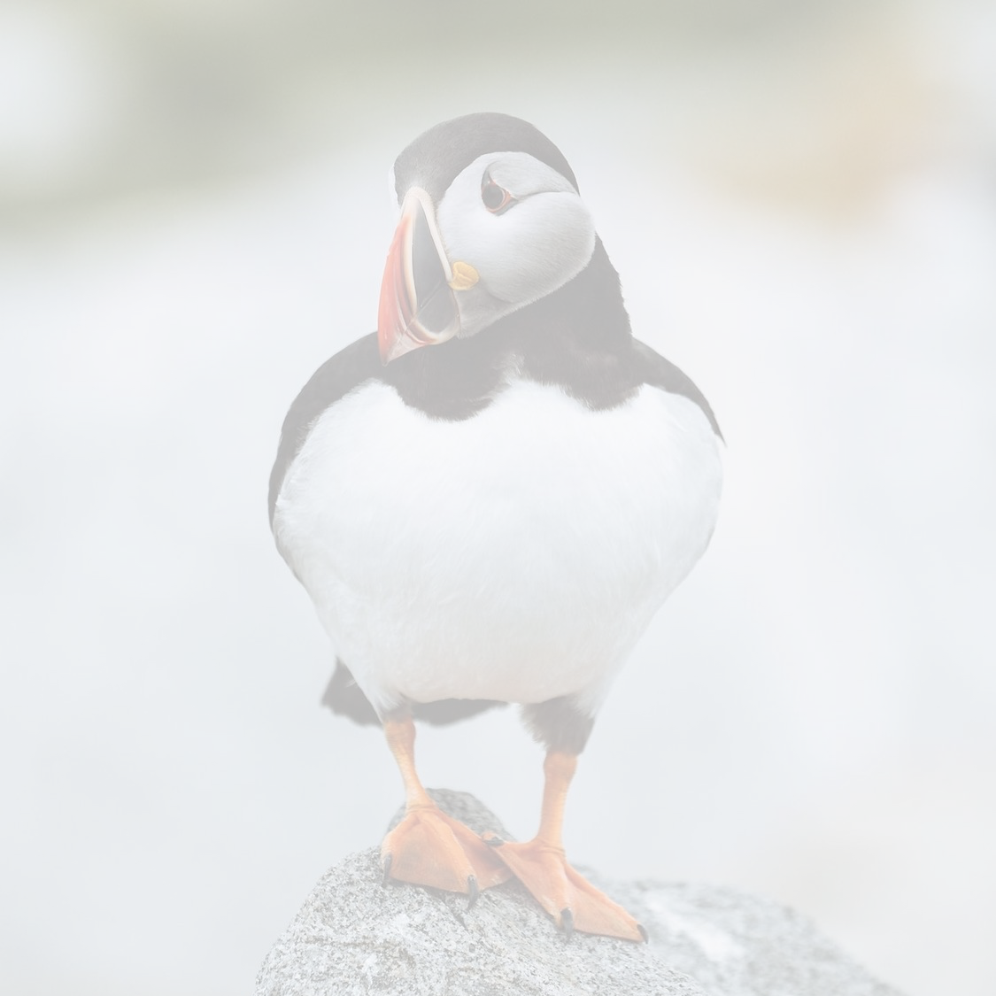 Adopt or Renew your Eastern Egg Rock Puffin
