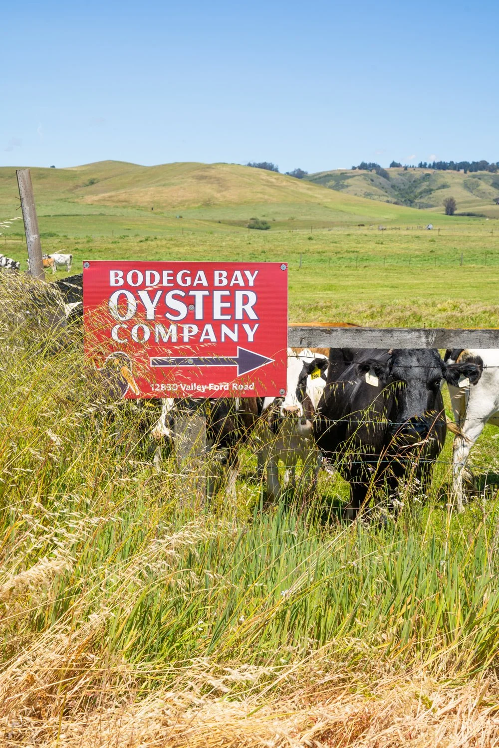 Sonoma County's Bodega Bay Oyster Co. — THE OUTPOST