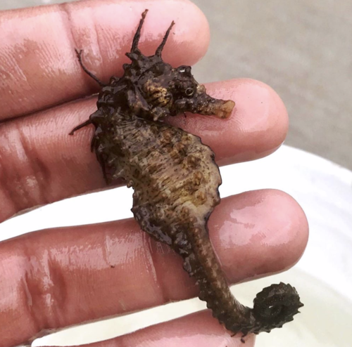 Seahorse.png