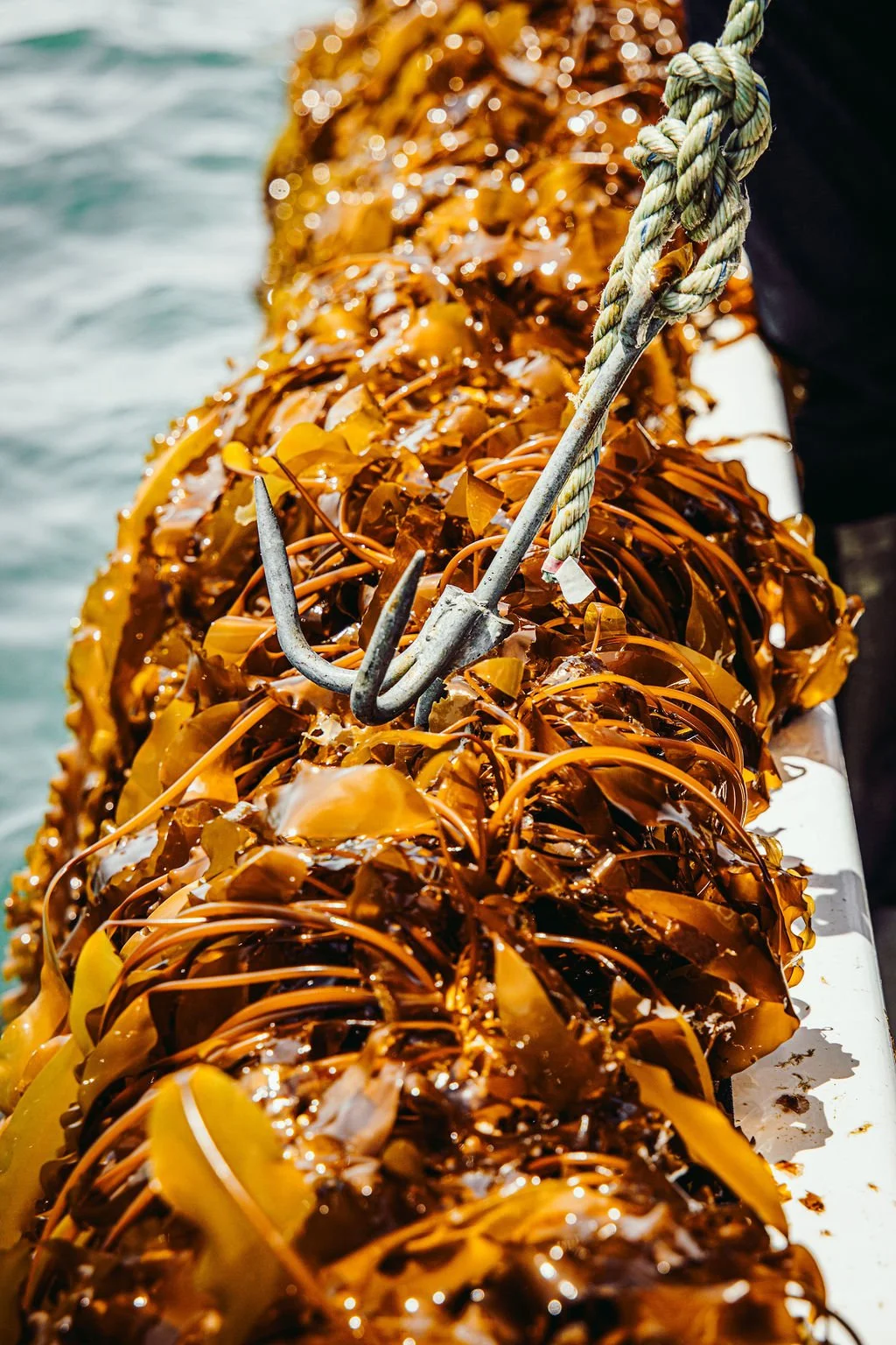 Kelp_Harvest-8445.jpg