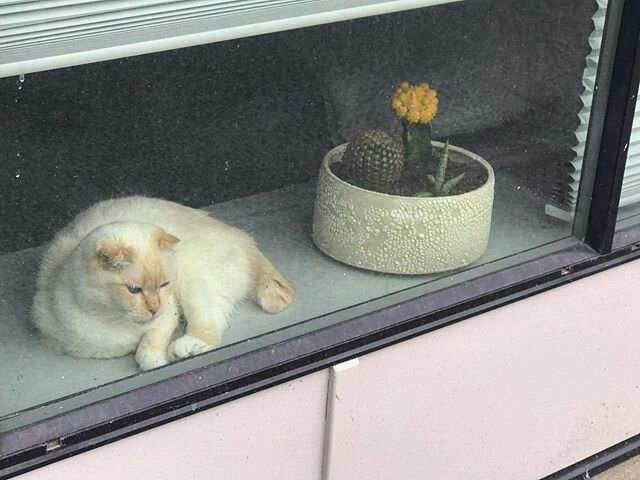 Me too, kitty, me too. .
.
.
#catsofinstagram #cat #rainydayvibes #meow #windowshopping #cactus #kitty #eastvan