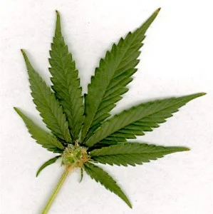 marijuana-leaf-299x300.jpg