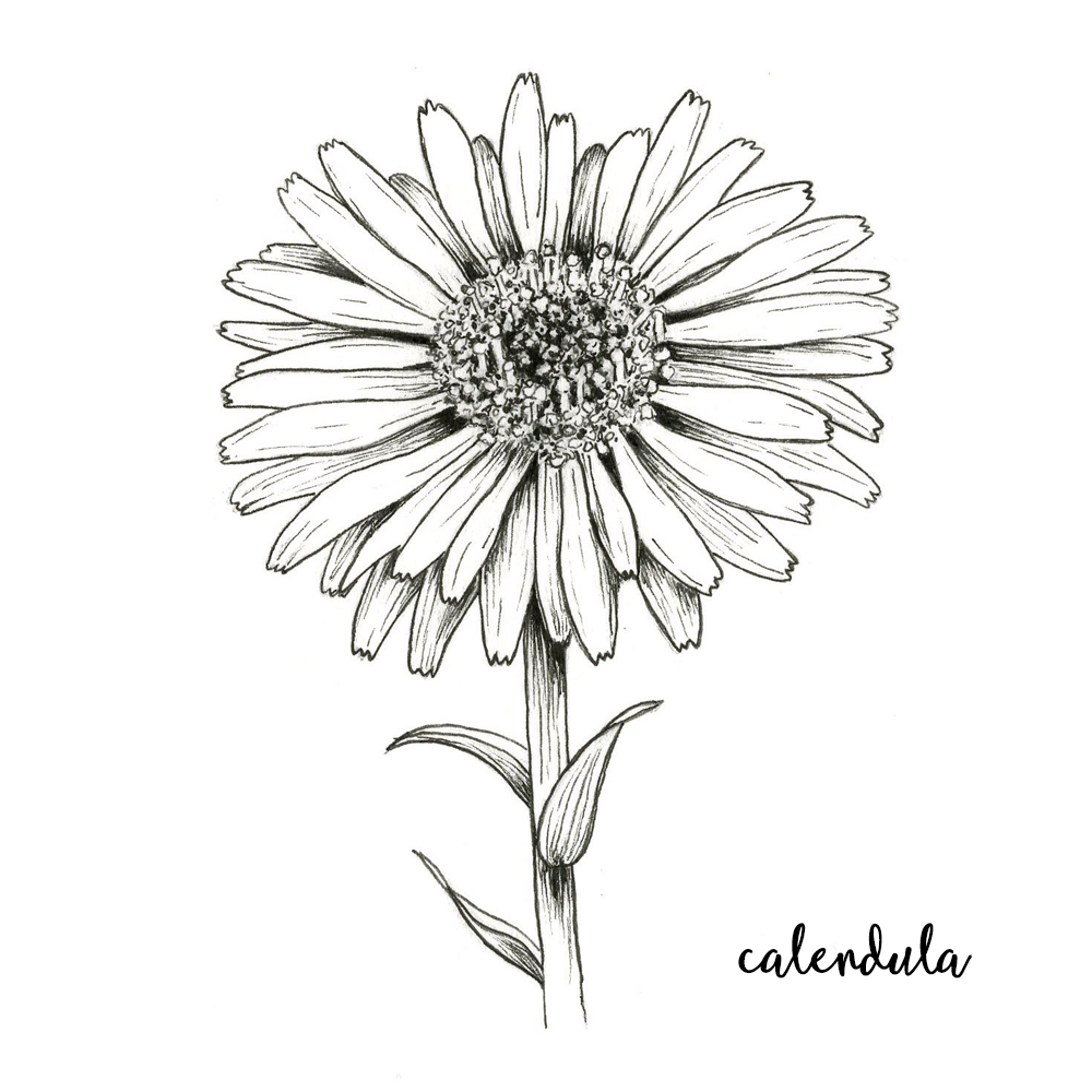 Calendula.png