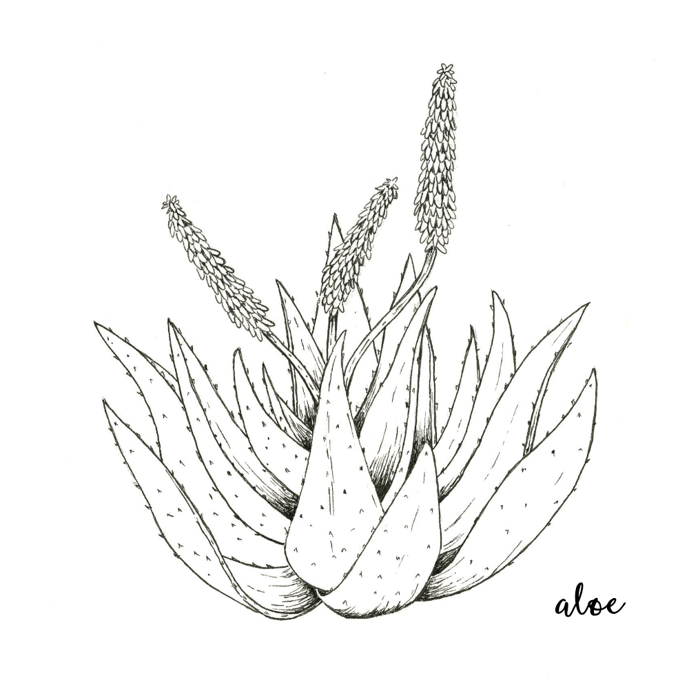 Aloe.png