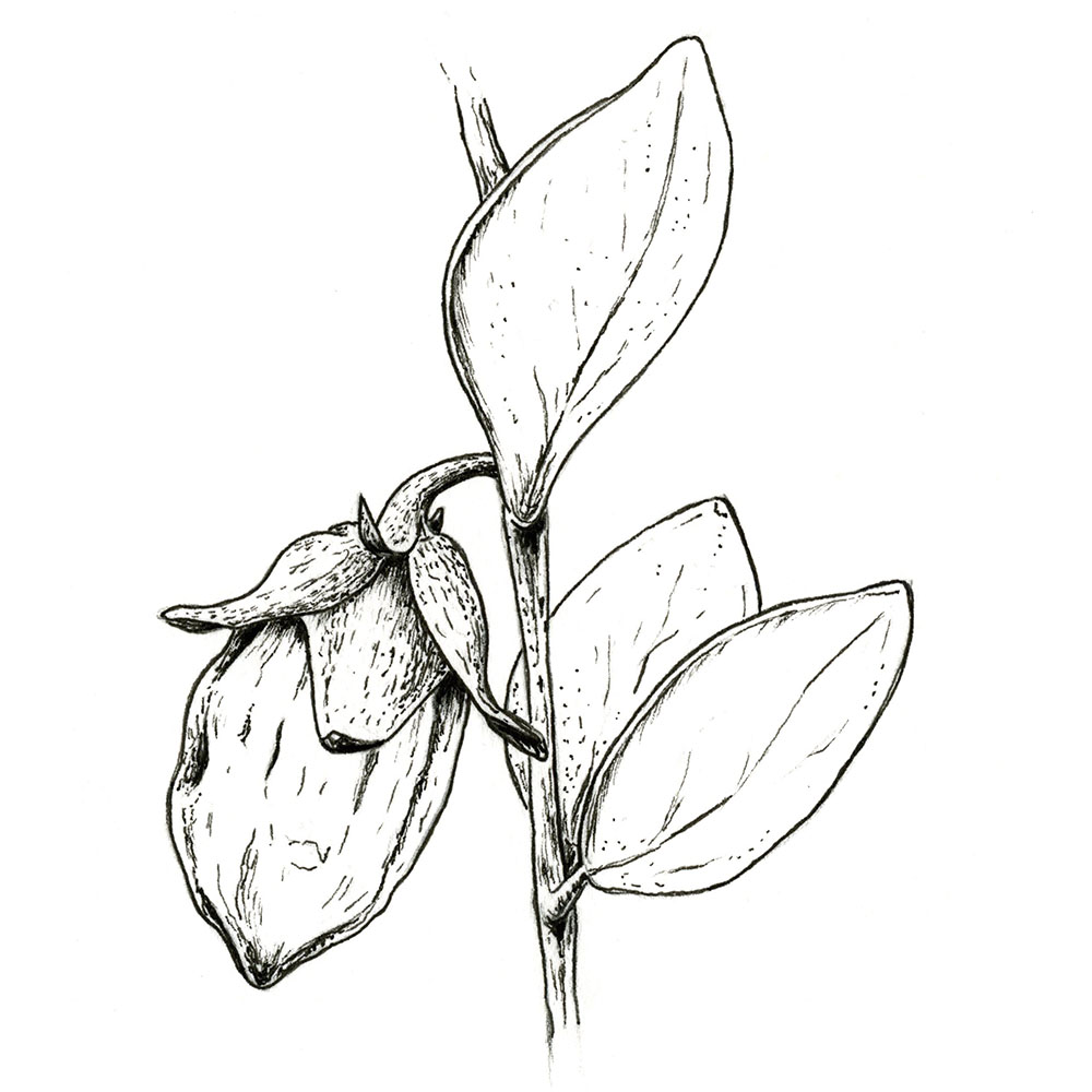 Jojoba_Squares .jpg