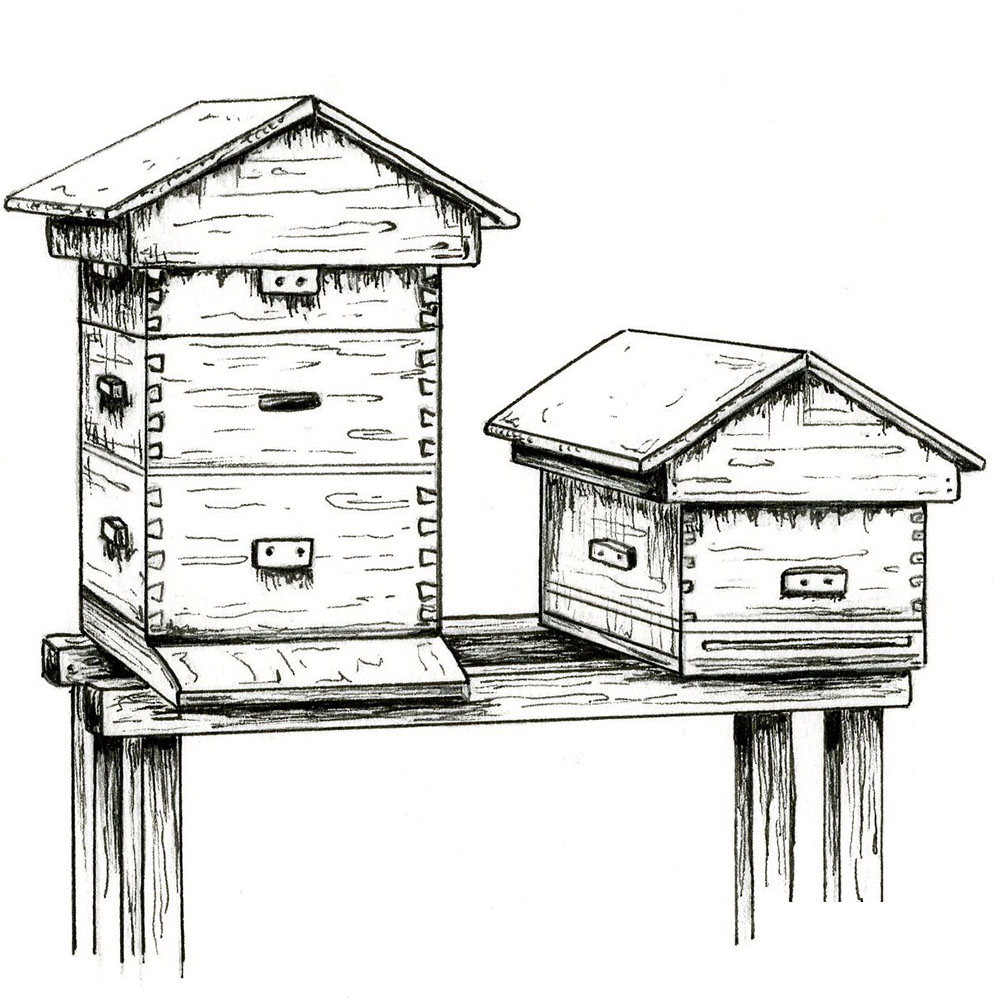 Honey_Squares .jpg