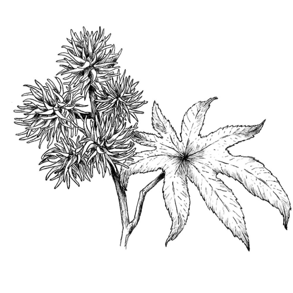 Castor Oil_Square.jpg