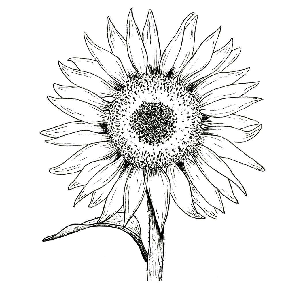 Sunflower_Squares .jpg