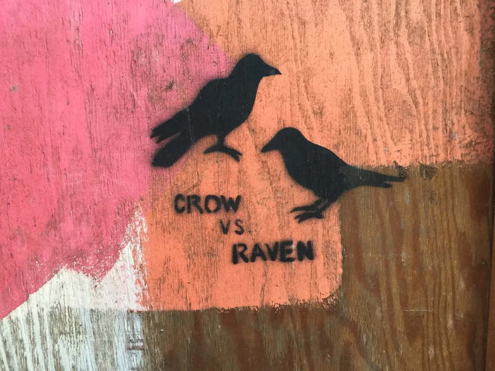 Crow vs. Raven
