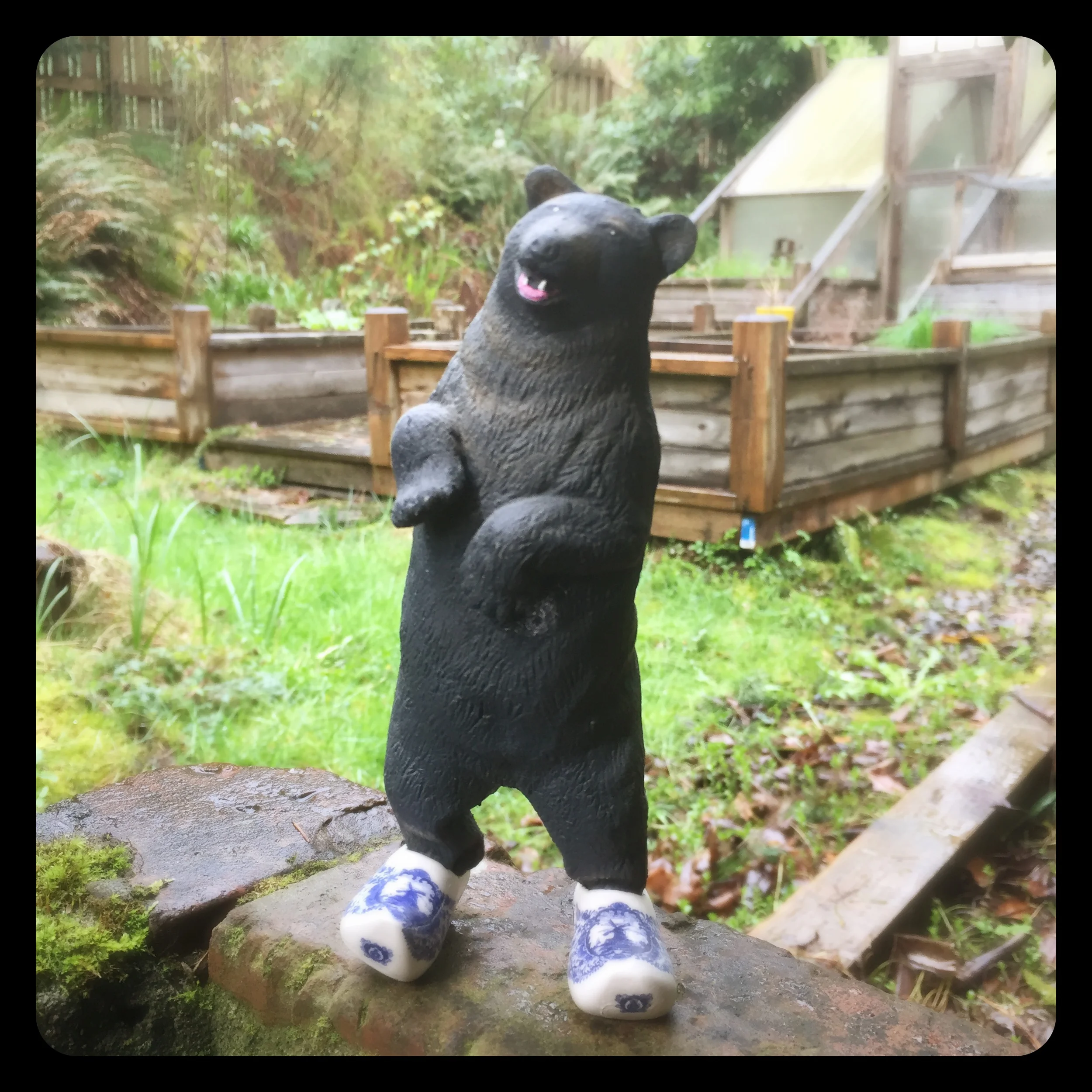 ¡Behold! ¡A Dancing Bear!
