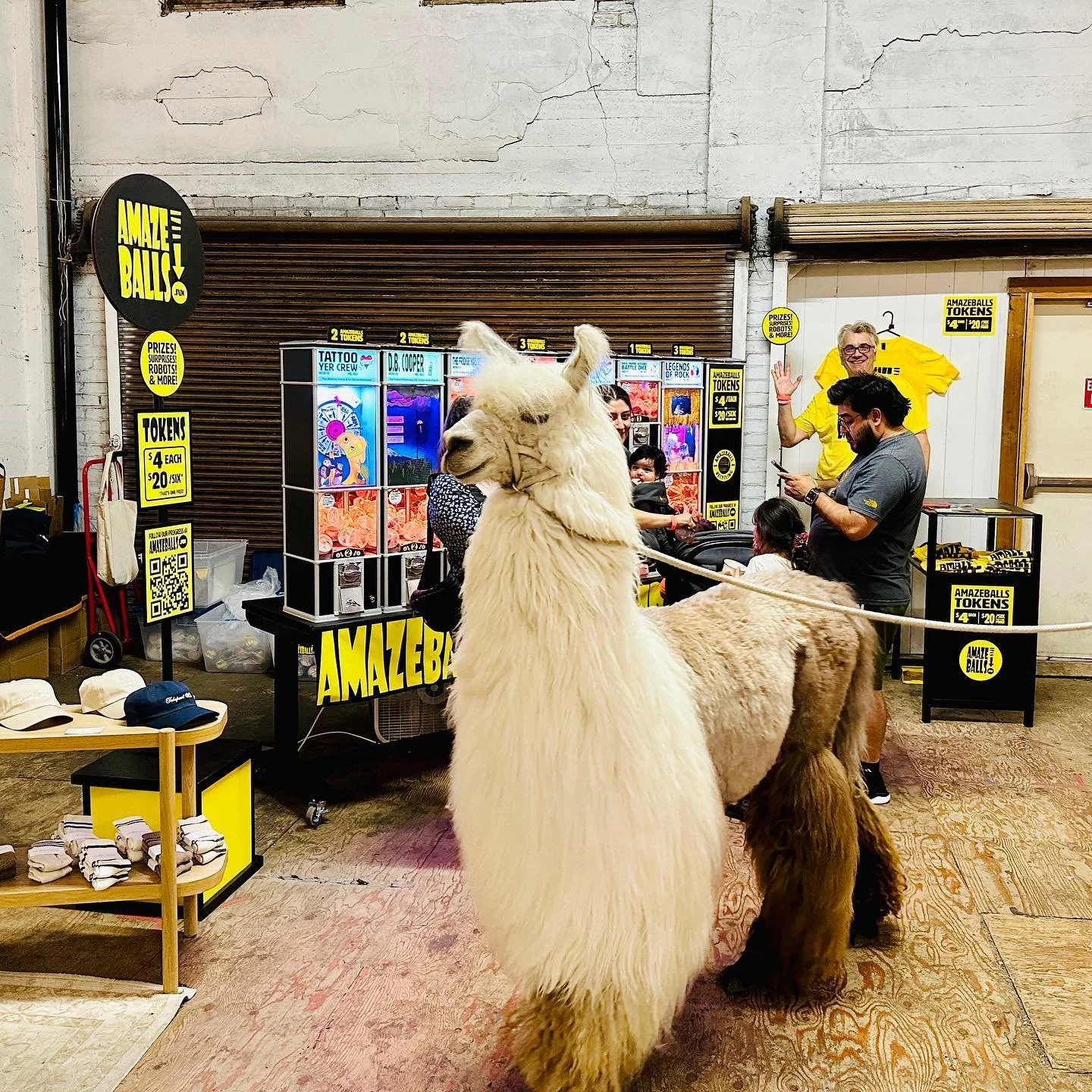 Amazeballs!! Popular with people of all ages, and llamas age 8-12!
🪩🤩🦙🤩🪩#caesarthenodramallama #portlandnightmarket #llamasofinstagram #animatronics #vendingmachine #amazeballs #amazeballs.fun