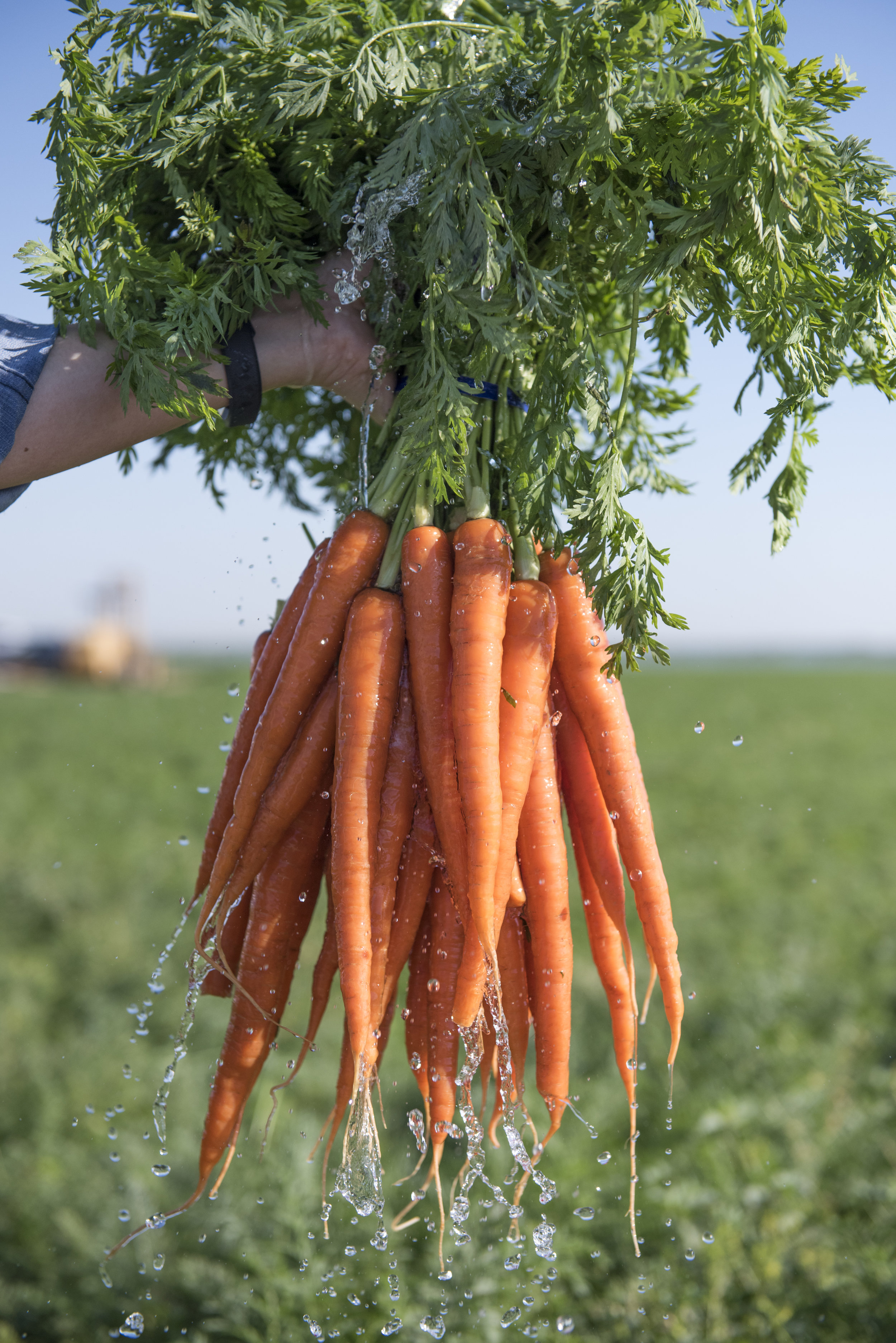 Bolthouse_Carrots_Sunrise-3765.jpg