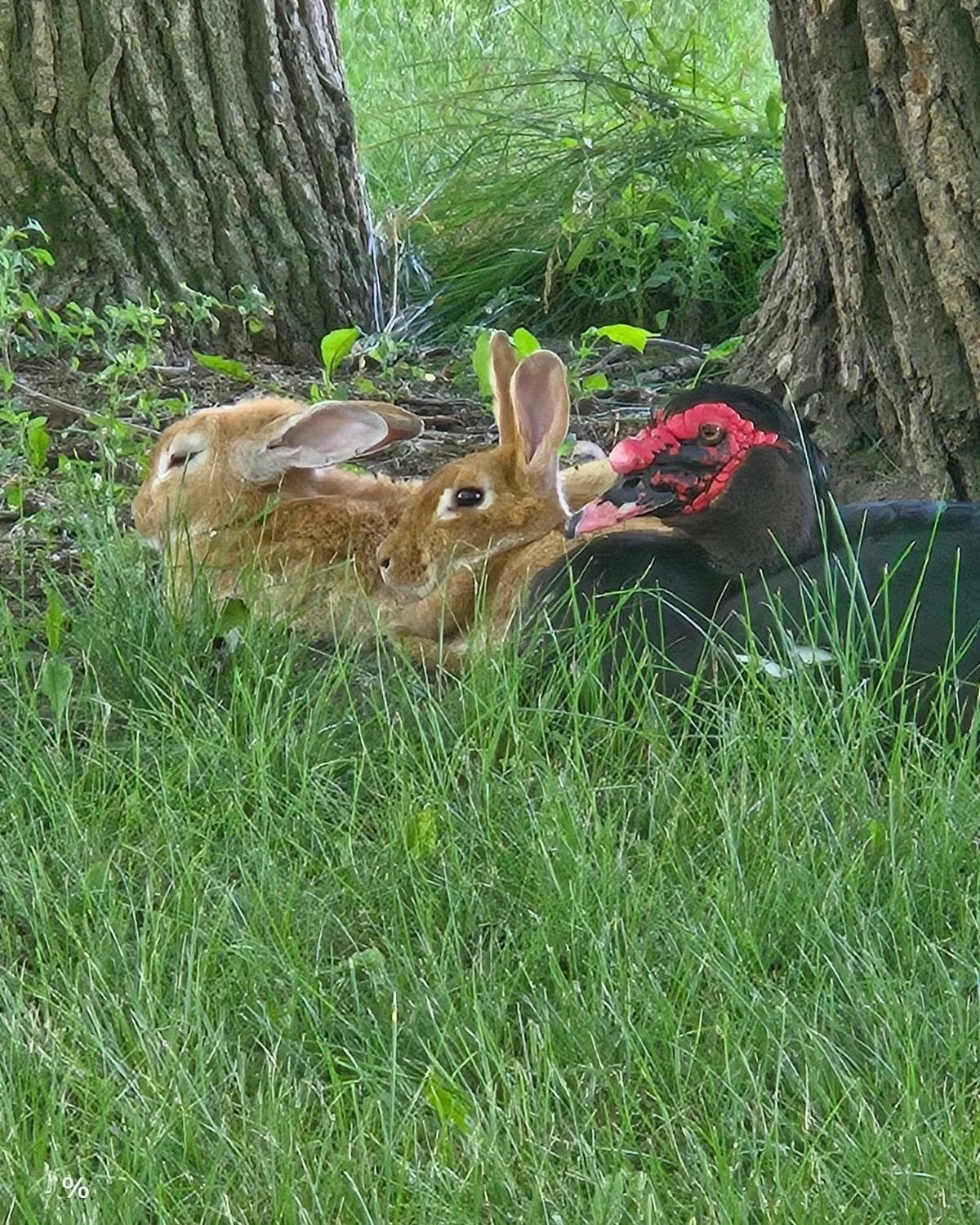 I absolutely love how the animals all get along this is their favorite spot to sit in the shade so they share the space even though they are different species.  It seems to me a lesson that humans would have learned by now.