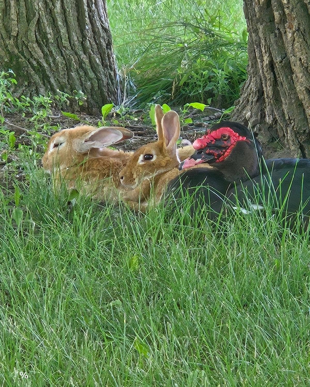 I absolutely love how the animals all get along this is their favorite spot to sit in the shade so they share the space even though they are different species.  It seems to me a lesson that humans would have learned by now.