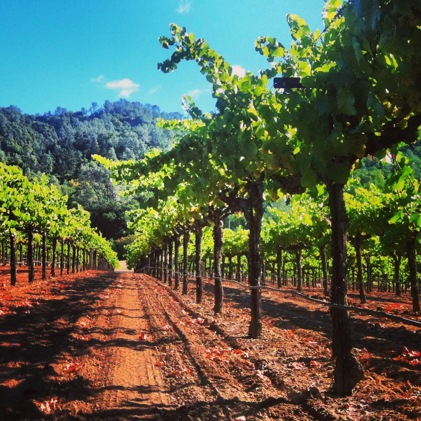 Scherrer Chardonnay. Image courtesy of Scherrer Winery Facebook Page. 