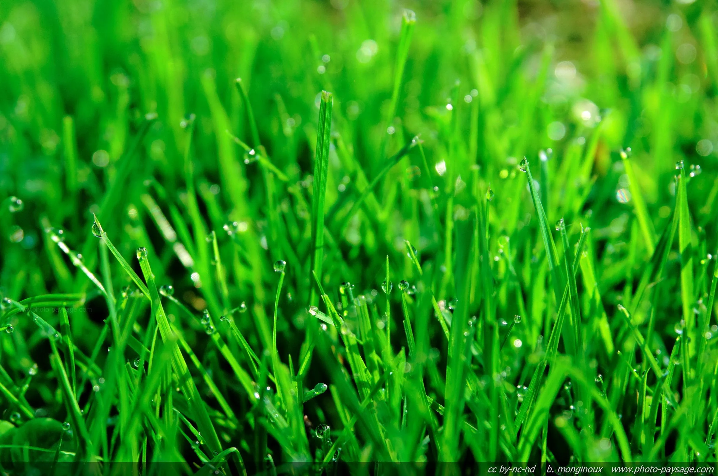 Green-grass-and-water-drops_2.jpg