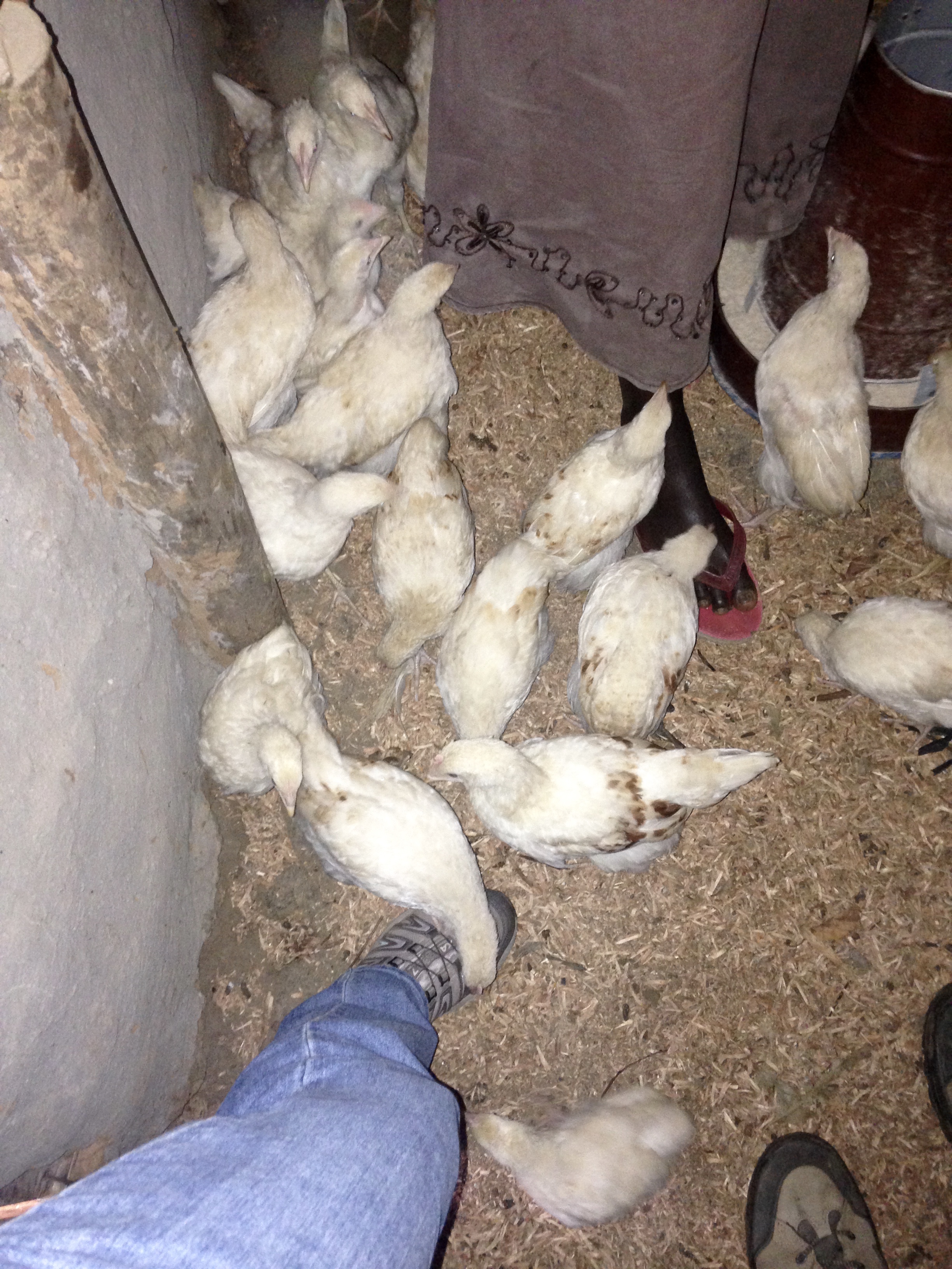 Several of Rebecca and her business partners' chickens