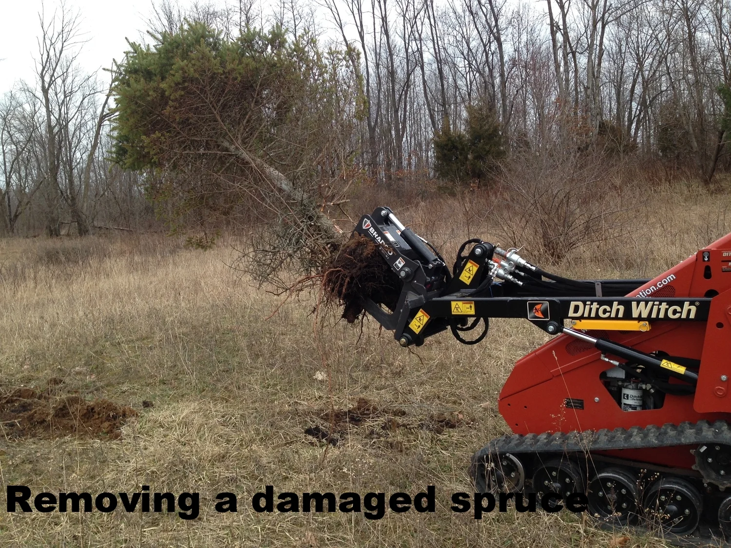 pine tree removal.JPG