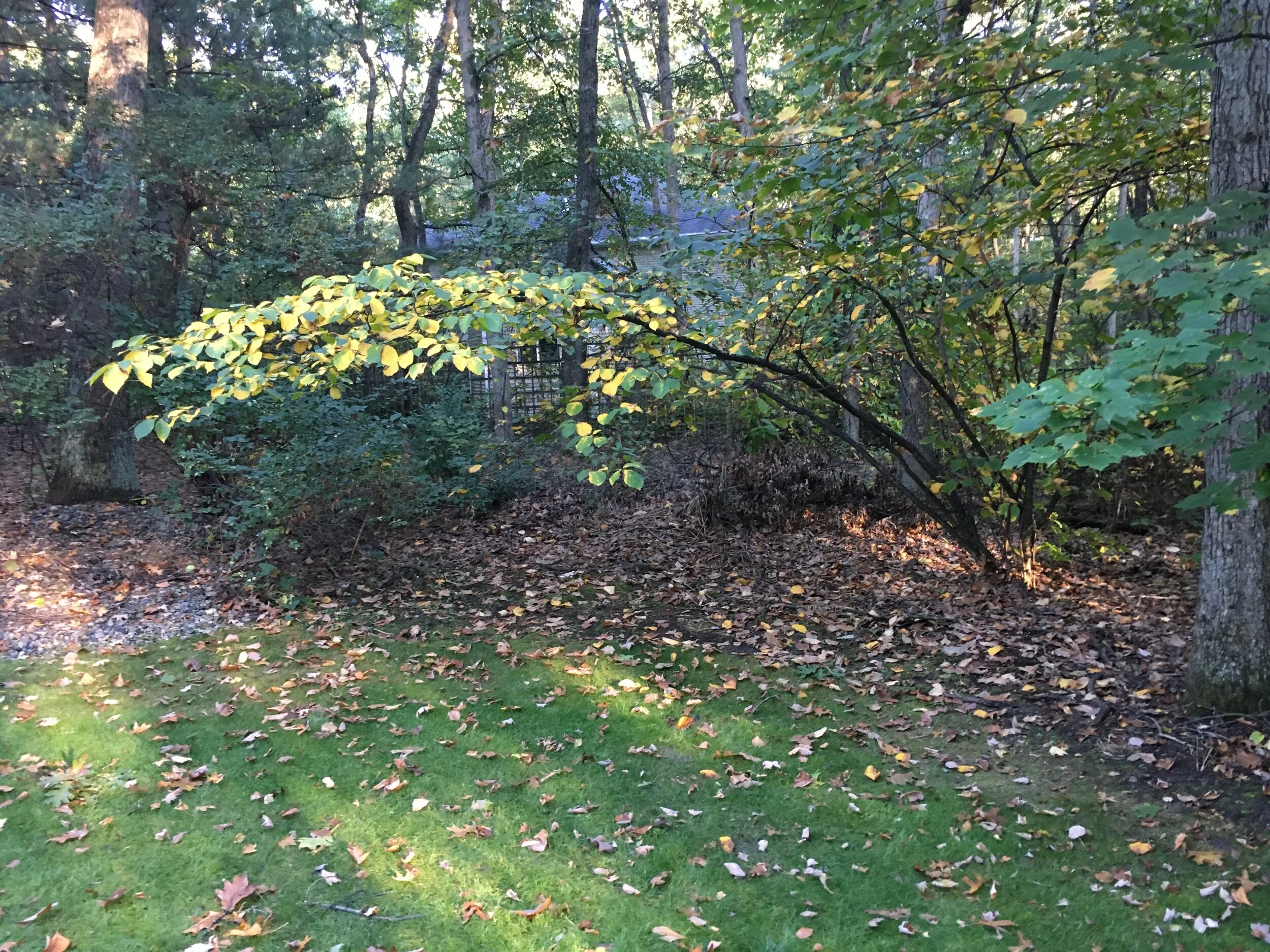 Shed site before starting work