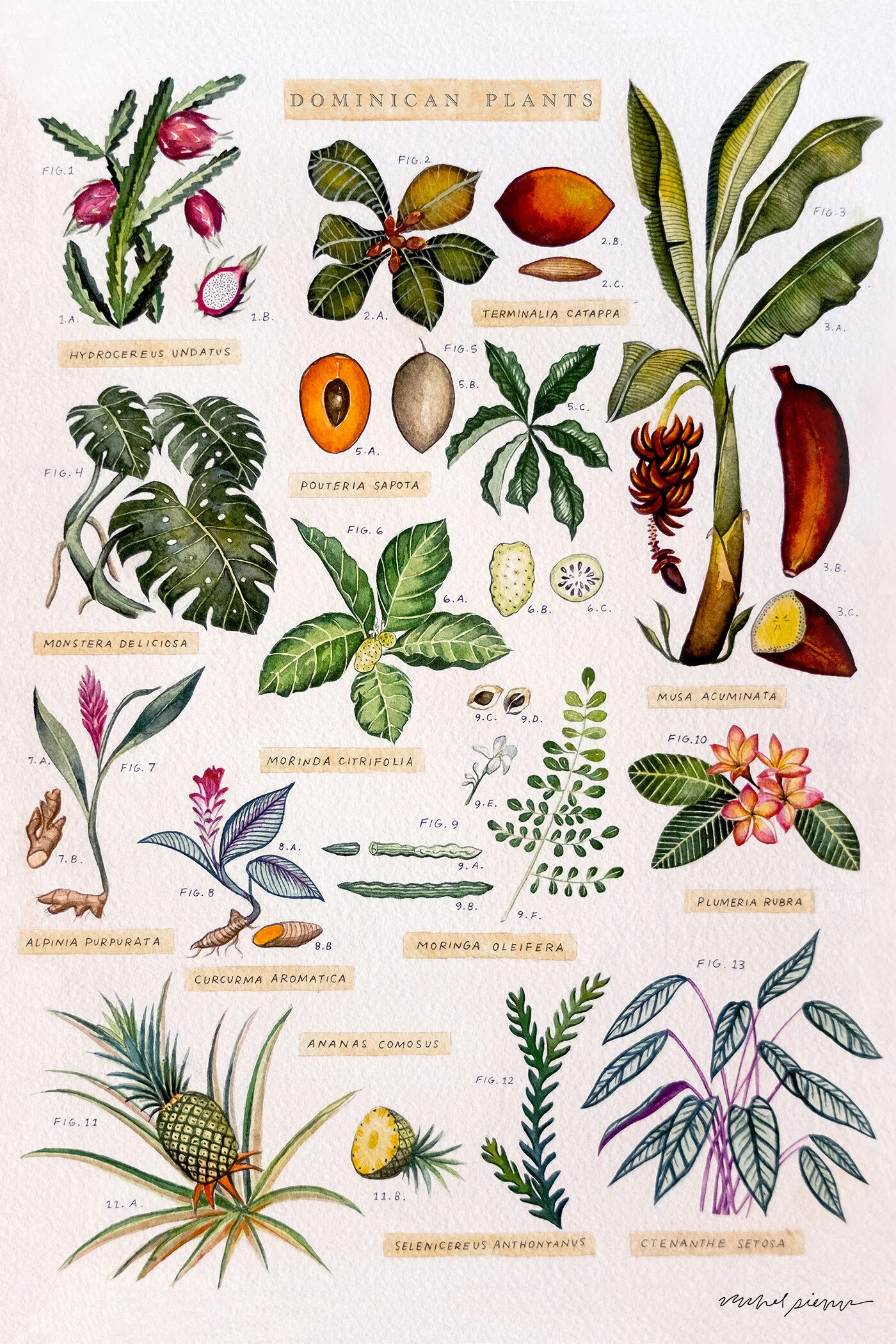 Dominican Plants Web.jpg