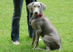  Pepper