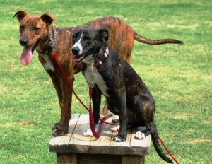  Boris and Sasha 