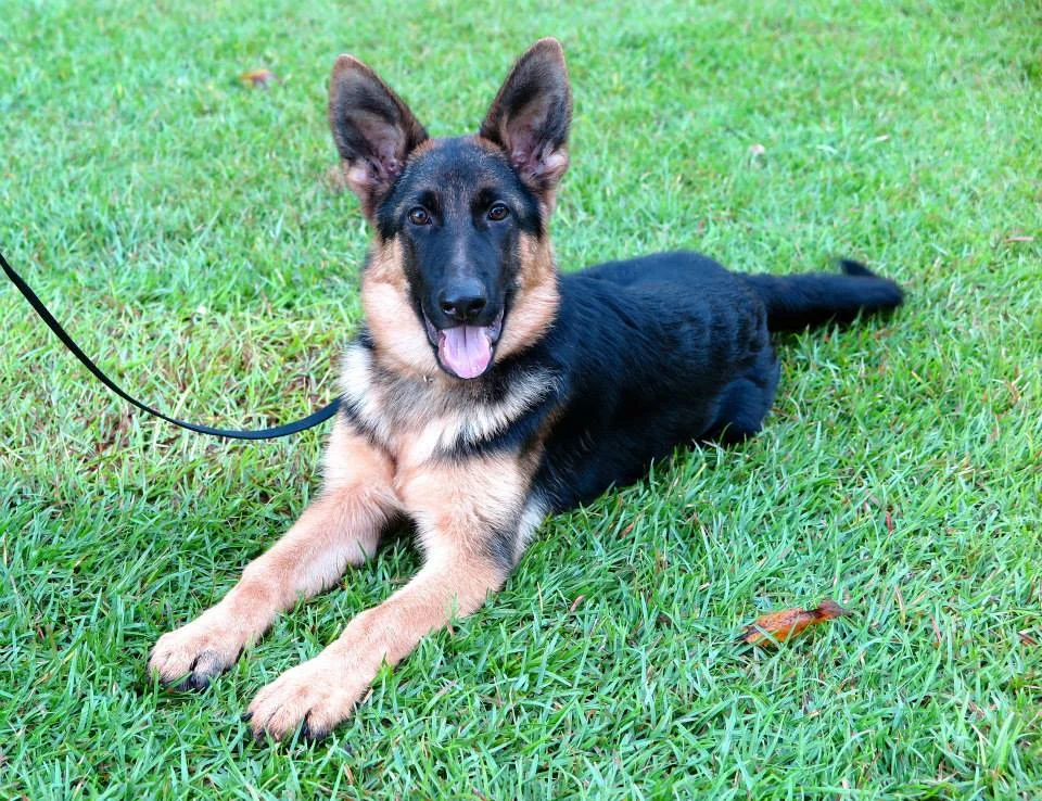 I love these guys. They are so good with the animals and the report with people is even better. If you have a dog that needs help or rescued they are the BEST!!!..Love you Tony and John "AND YOUR LITTLE DOGS TOO!" -Lynn- South Carolina 