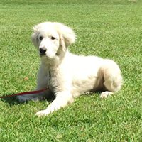 Jojo-Great Pyrenees.jpg