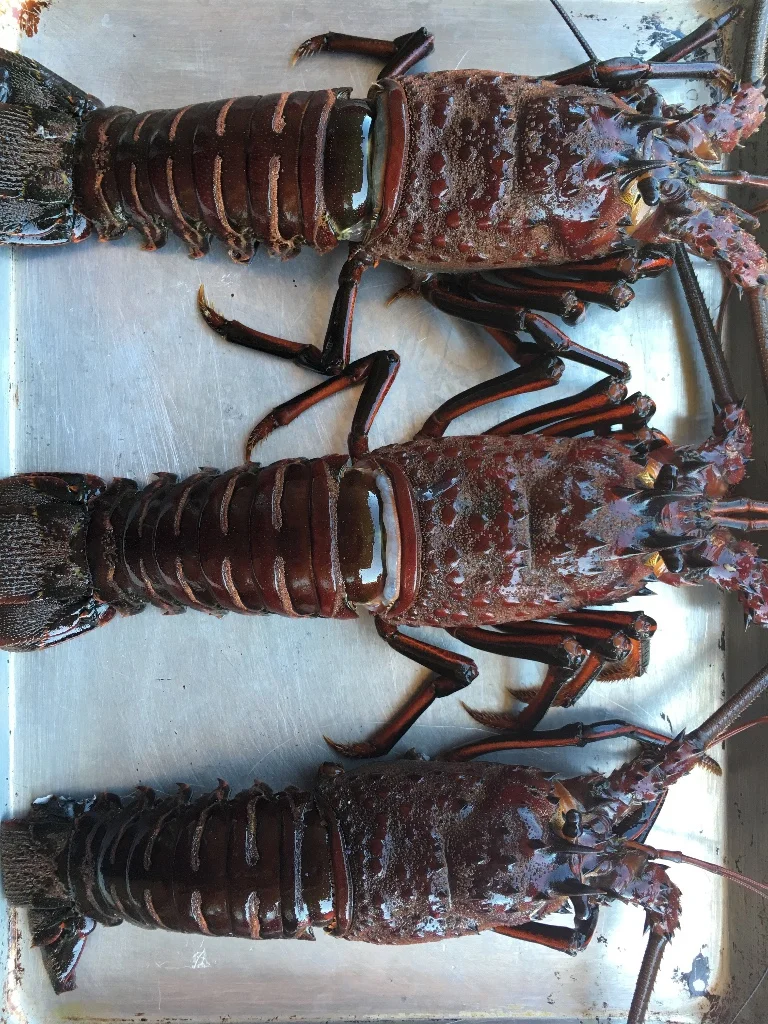 Epicurean San Diego Autumn Spiny Lobster Salad Rolls