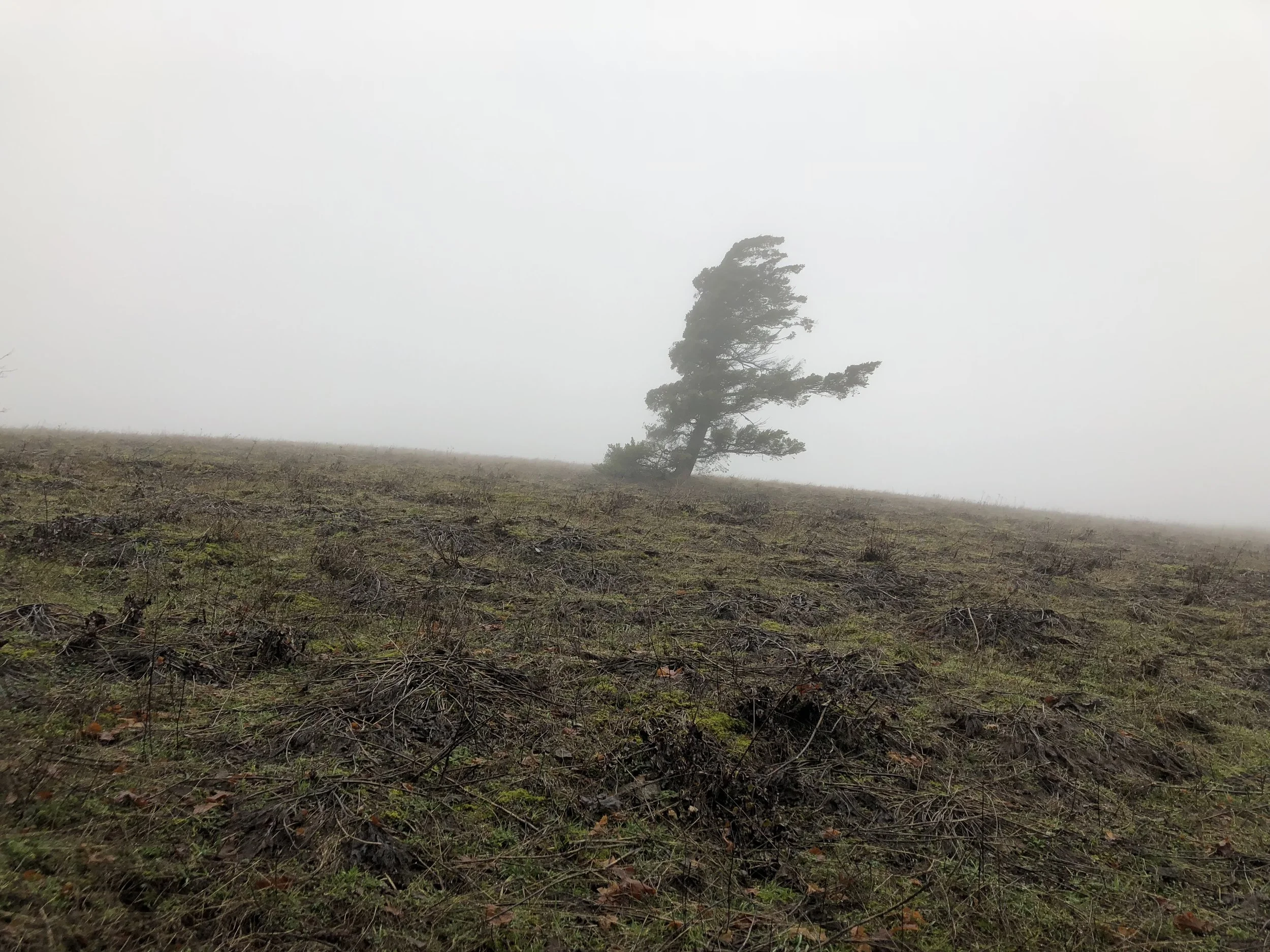 Dog Mountain - February 4, 2018