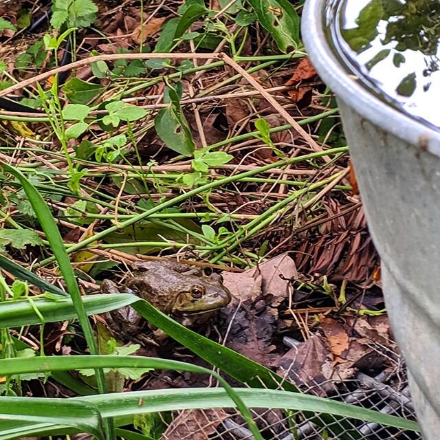 Look what we have by our fountain on the farm. He's become a regular. There just about everyday. .
.
.
.
#frog #bullfrog #amphibians #fountain #wildlife #farm #local #smallbusiness #smallfarm #piedmontgrown #triadlocalfirst #gottobenc #nc #northcarol