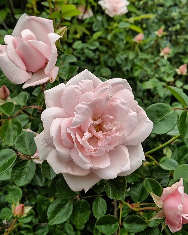 The antique climbing rose is looking beautiful and smelling great. We estimate that this rose is around 80 years old. .
.
.
.
#rose #antique #antiquerose #flowers #flower #beautiful #climbingrose #farm #local #smallbusiness #smallfarm #clearspringsfa
