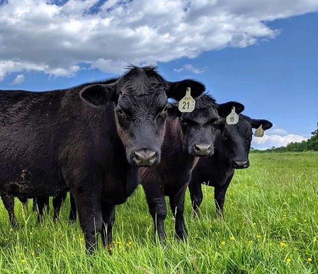 It's possible our cattle moonlight as models. .
.
.
#cattle #modeling #cow #angus #cattlefarm #farm #local #smallbusiness #smallfarm #grassfed #grassfinished #grass #grassfedbeef #ethicallymade #ethical #healthy ##clearspringsfarm #triadlocalfirst #p