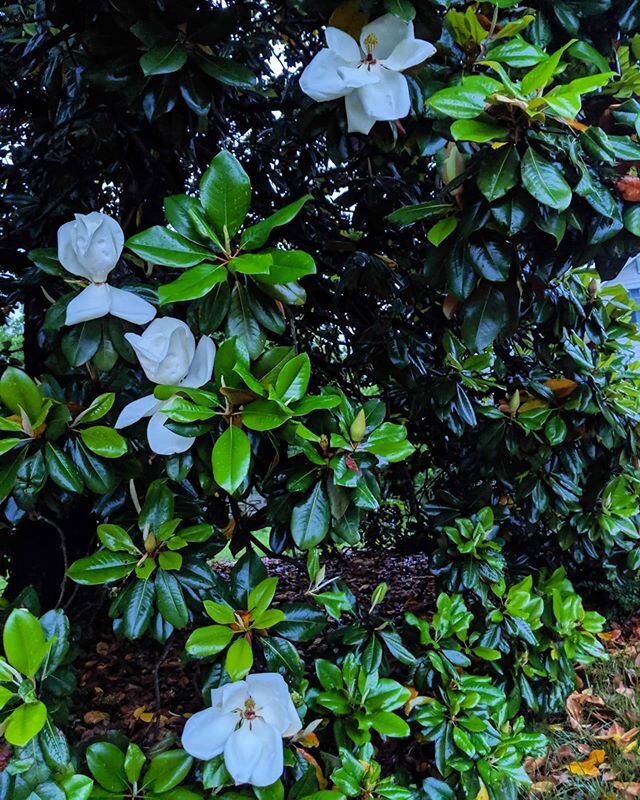 The magnolia is blooming and boy does it  smell nice. .
.
Did you know that Magnolias are 100 million years old? They were a species before even bees were which is why they are pollinated by beetles and why you find so many all over them!
.
.
.
.
#fl