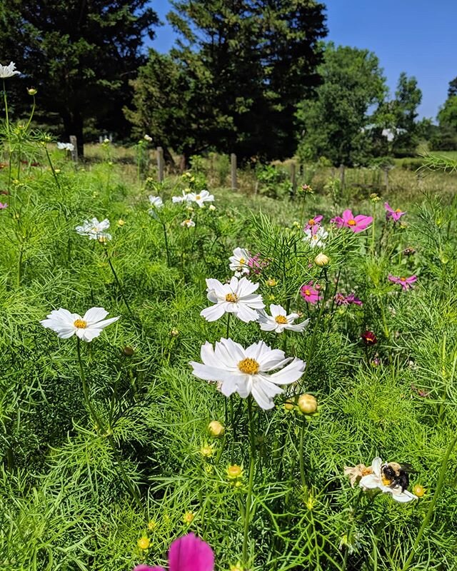 The cosmos sure are looking lovely in this hot hot weather we've been having. .
.
.
.
#flowers #cutflowers #cosmos #summer #prettylittlething #beautiful #bouquet #local #farm #shoplocal #flowerfarm #ethicallymade #ethical #colorful #clearspringsfarm 