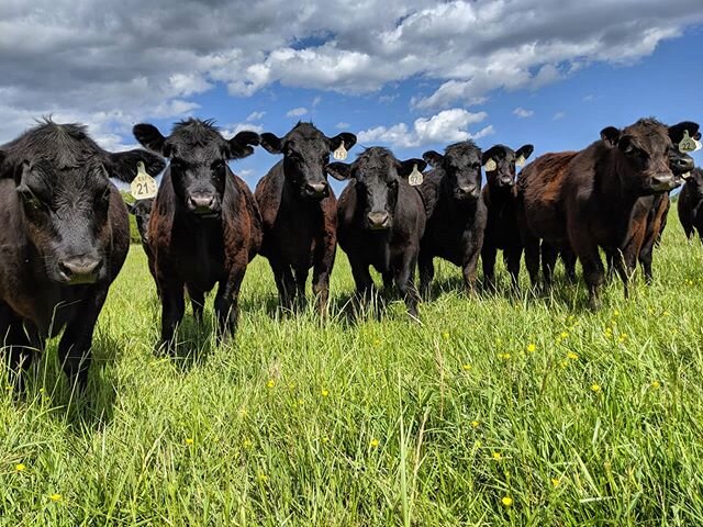 Group photo!
.
If only they knew about the sorority squat, then we could fit them all in.
.
.
.
.
#cattle #cow #angus #farmanimals #animals #farm #local #shoplocal #ethicallymade #ethical #ethicallyraised #grassfed #grassfinished #grassfedbeef #triad