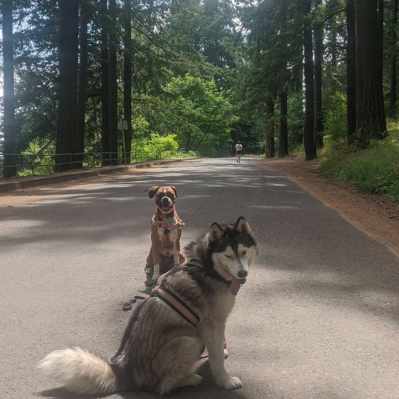 New dogs training with Dog Basics this week!
#squad #doggyschool #positiverienforcement