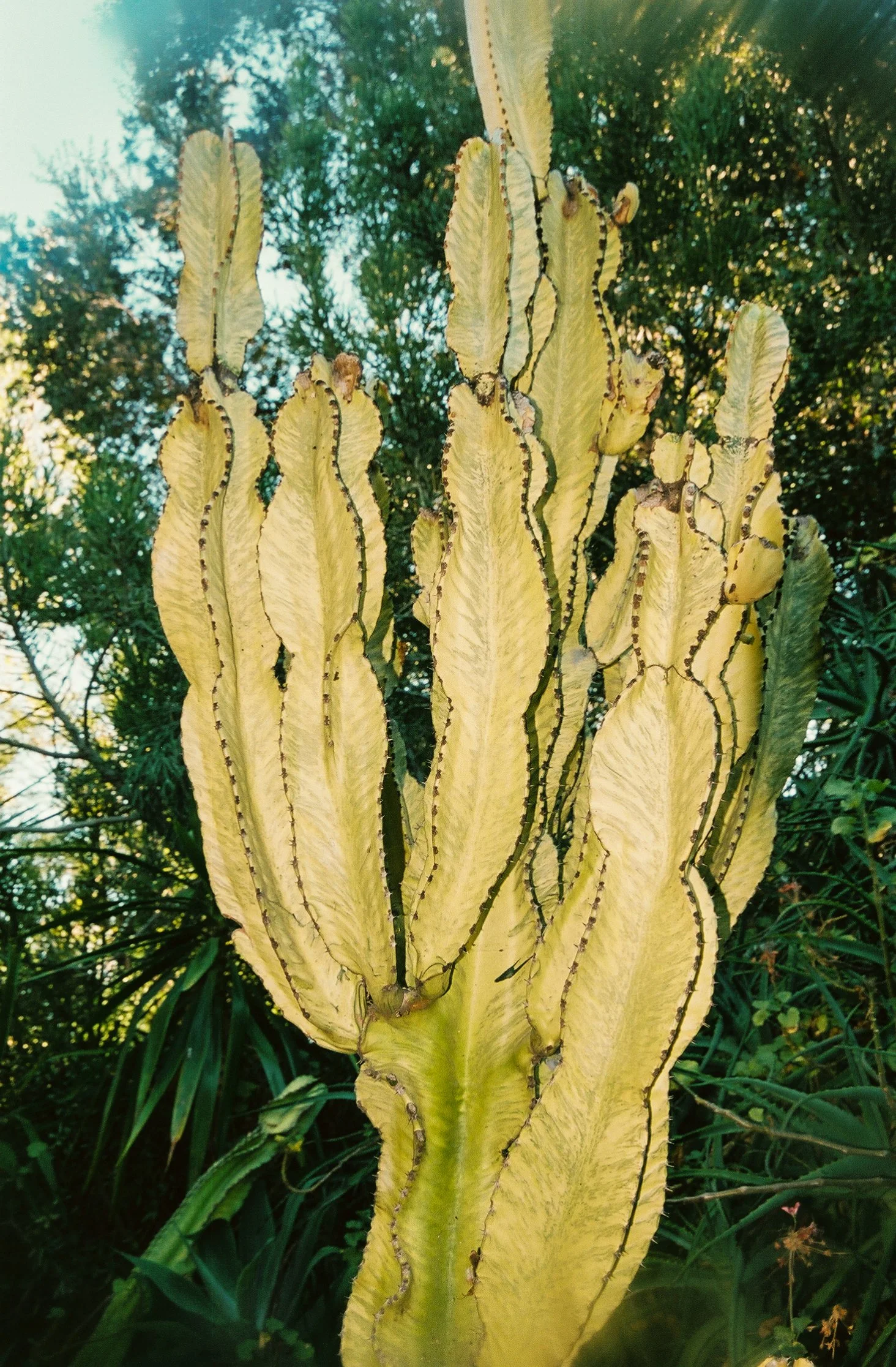 0295000_0295000-R1-057-27.jpg