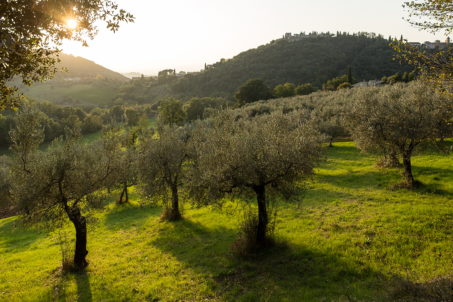 Casperia_Olive Orchard_B4A3086.jpg