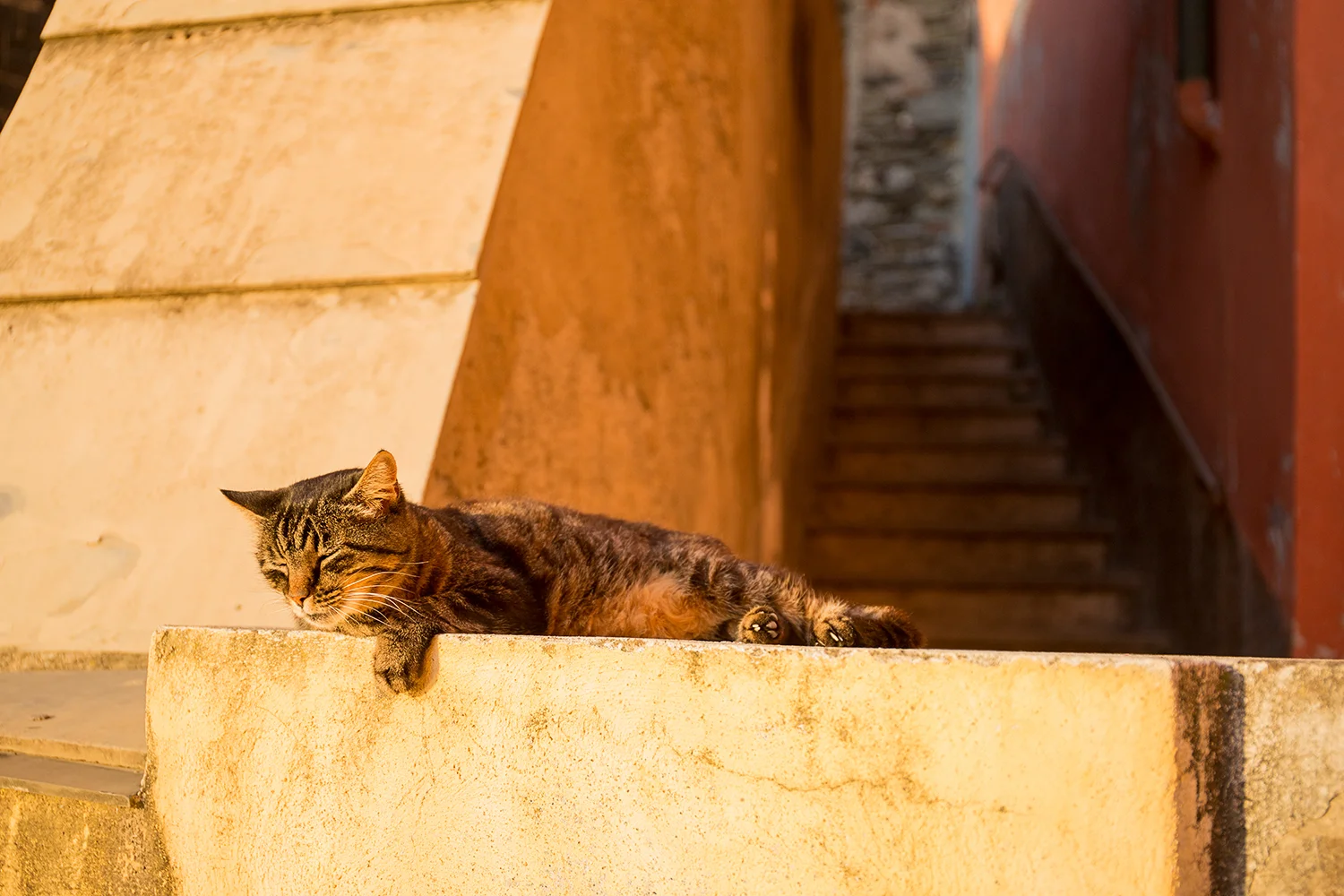 Vernazza_Catnap_B4A7352.jpg