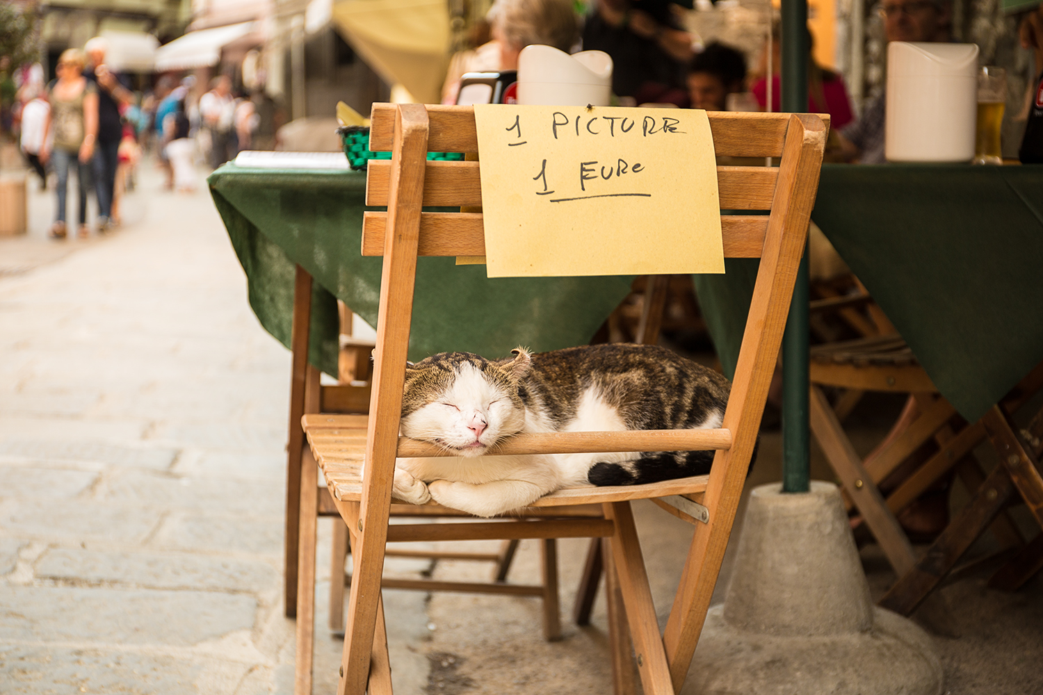 Vernazza_Catnap For Cash_B4A7334.jpg