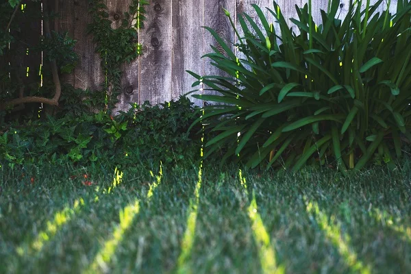 yard with fence.jpg