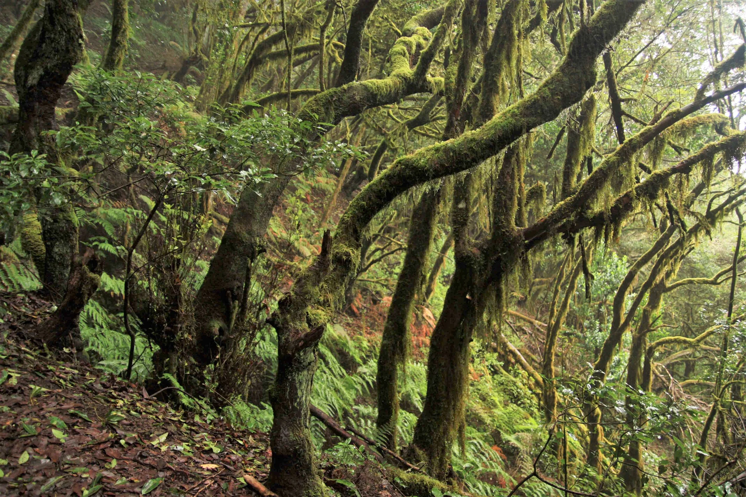 Rare and endangered laurisilva (temperate cloud forest) in the La Gomera highlands.