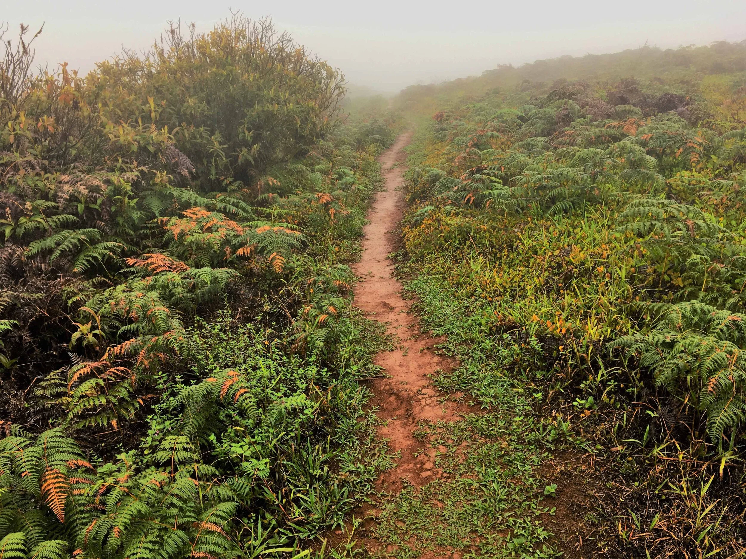 Saturated treeless highlands of San Cristóbal. The habitat type is rare to begin with, and the few bits that have escaped cultivation are highly degraded.