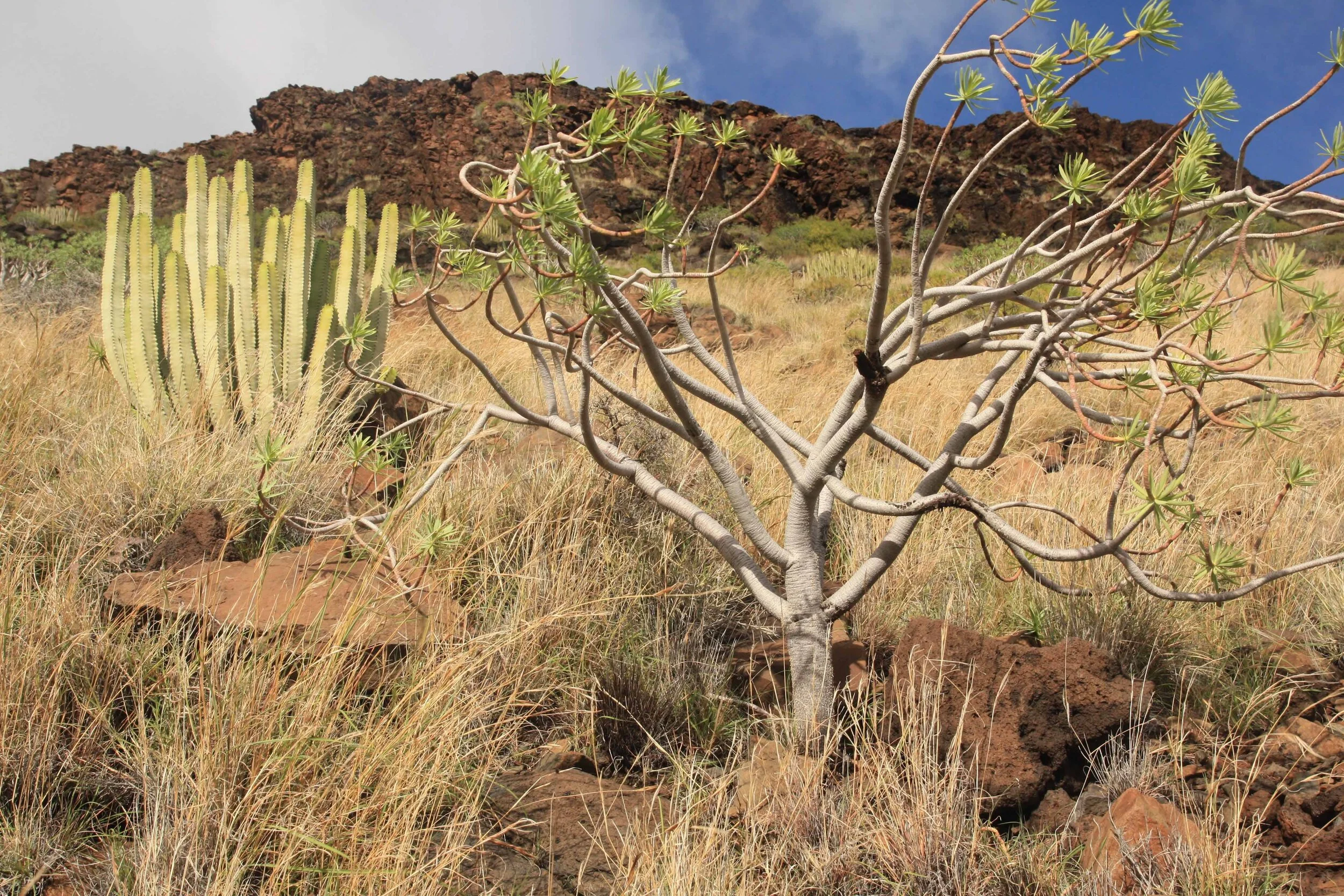 Semiarid coastline of La Gomera, Canary Islands.