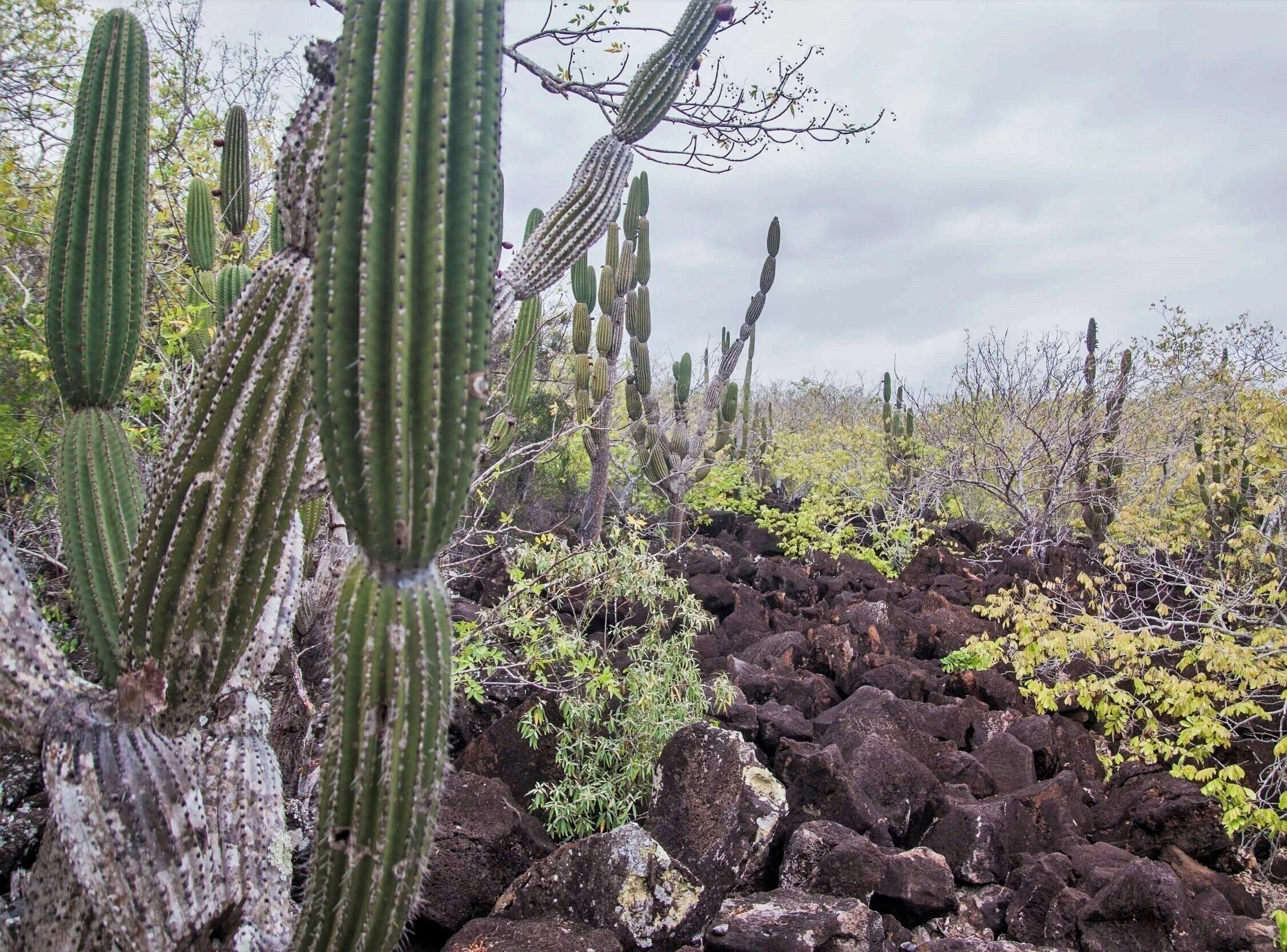 Semiarid lowlands of San Cristóbal Island, Galápagos.
