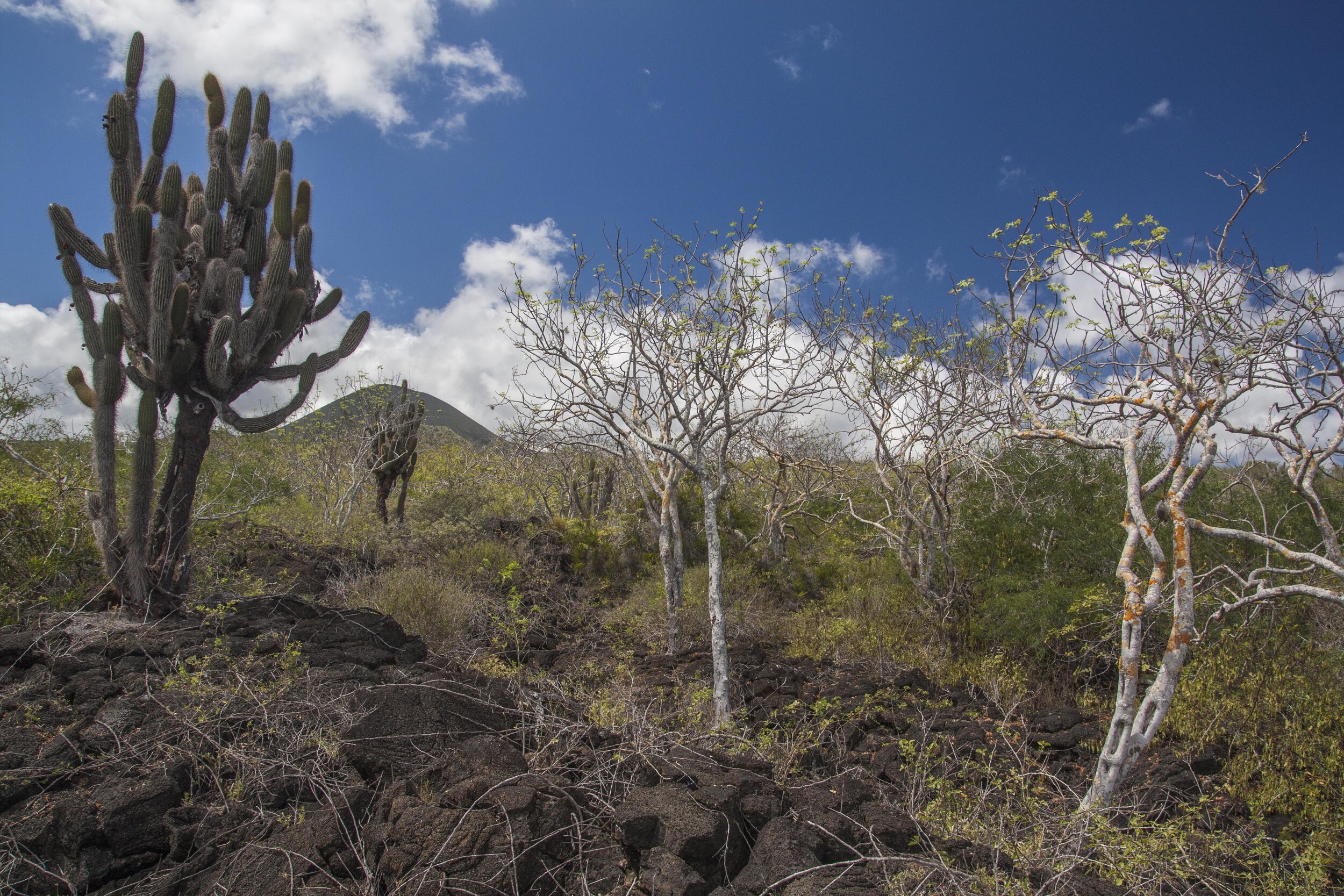 pinta island landscape